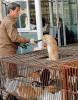 china-cats_in_meat_market2_op_466x600